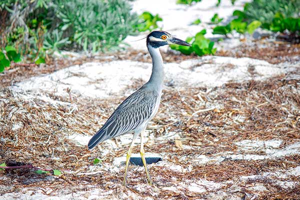 Birding The Sugarloaf Backcountry