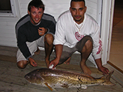 Bull Redfish