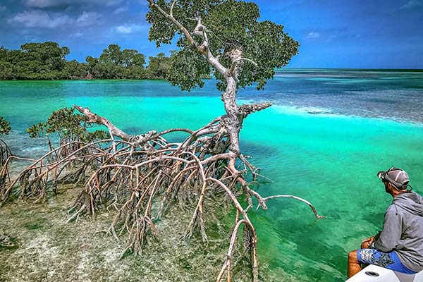 Red Mangrove Roots