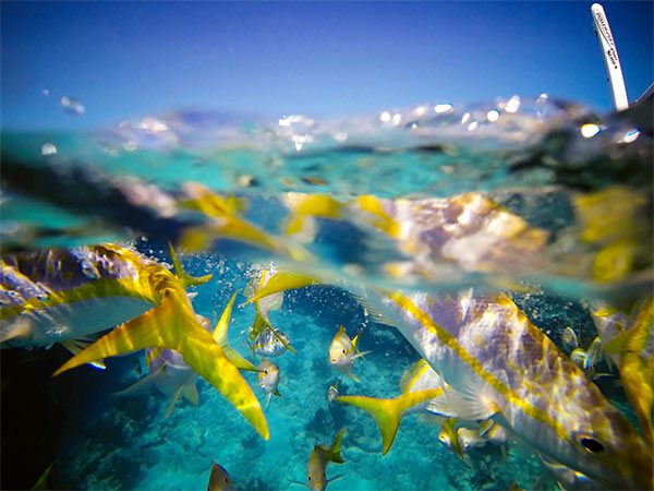 Yellowtail Snapper at The Reef