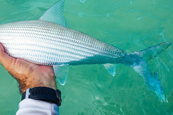 Bonefish Release